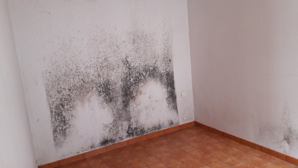 Moisissures - Expertise humidité à Mende